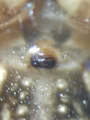 Cyrtophora cylindroides