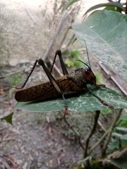Orthoptera