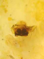 Cyrtophora cylindroides