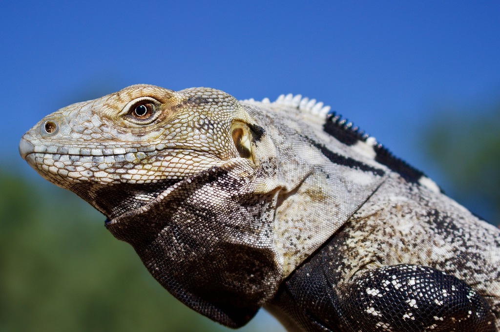 Baja California Spiny-tailed Iguana