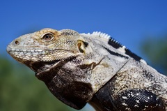 Baja California Spiny-Tailed Iguana photo 3