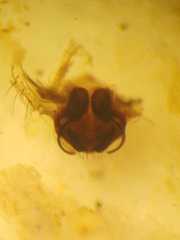 Cyrtophora cylindroides