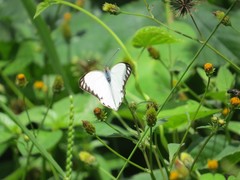 Ascia monuste orseis