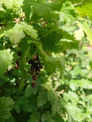 Ribes magellanicum