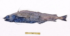 Antimora rostrata