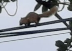 Callosciurus notatus