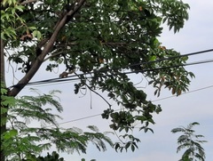 Callosciurus notatus