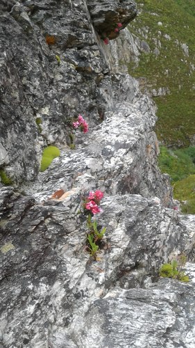 Rock Sissy (Brachysiphon rupestris)
