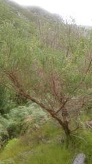 Aspalathus excelsa