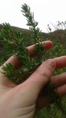 Aspalathus excelsa
