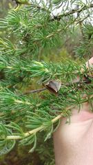 Aspalathus excelsa