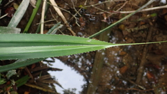 Pandanus austrosinensis