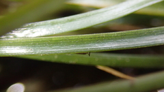 Eriocaulon tonkinense