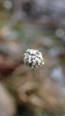 Eriocaulon tonkinense