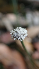 Eriocaulon tonkinense