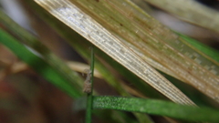 Eriocaulon tonkinense