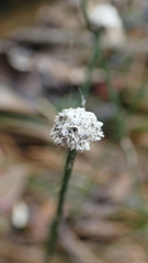 Eriocaulon tonkinense