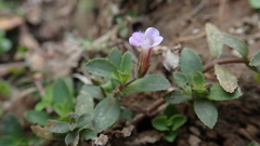 Limnophila chinensis
