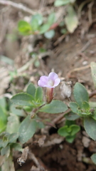 Limnophila chinensis