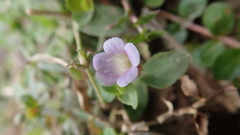 Limnophila chinensis