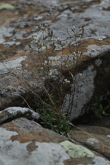 Draba siliquosa