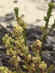 Ventiflora