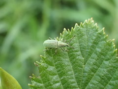 Phyllobius xanthocnemus