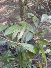Licaria parvifolia