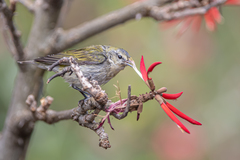 Leiothlypis peregrina