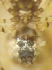 Cyclosa camelodes