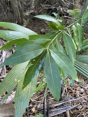 Licaria parvifolia