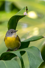 Leiothlypis ruficapilla