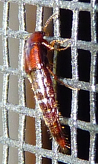 Tachyporinae