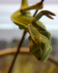 Chamaeleo