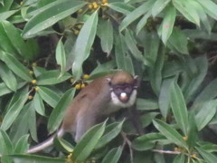Cercopithecus petaurista