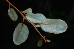 Elaeagnus macrophylla