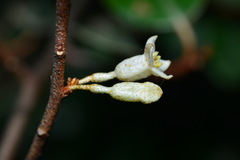 Elaeagnus macrophylla