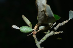 Elaeagnus macrophylla