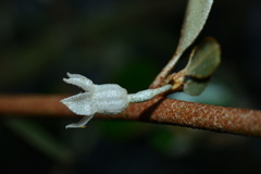 Elaeagnus macrophylla