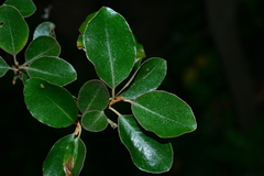 Elaeagnus macrophylla