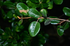 Elaeagnus macrophylla