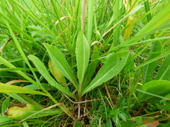 Pilosella blyttiana