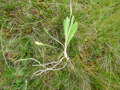 Pilosella blyttiana
