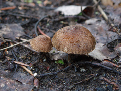 Inocybe lacera