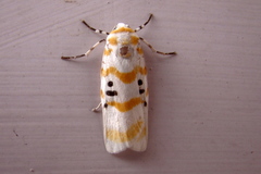 Cyana arama arama