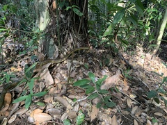 Chironius spixii