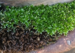 Ptychostomum capillare