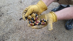 Micrurus tener tener