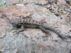 Sceloporus anahuacus