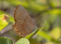 Simiskina phalia